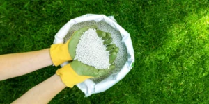 Read more about the article Lawn Care Tips