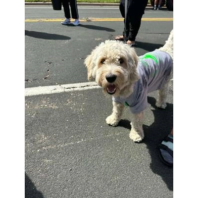 Mascot Staff